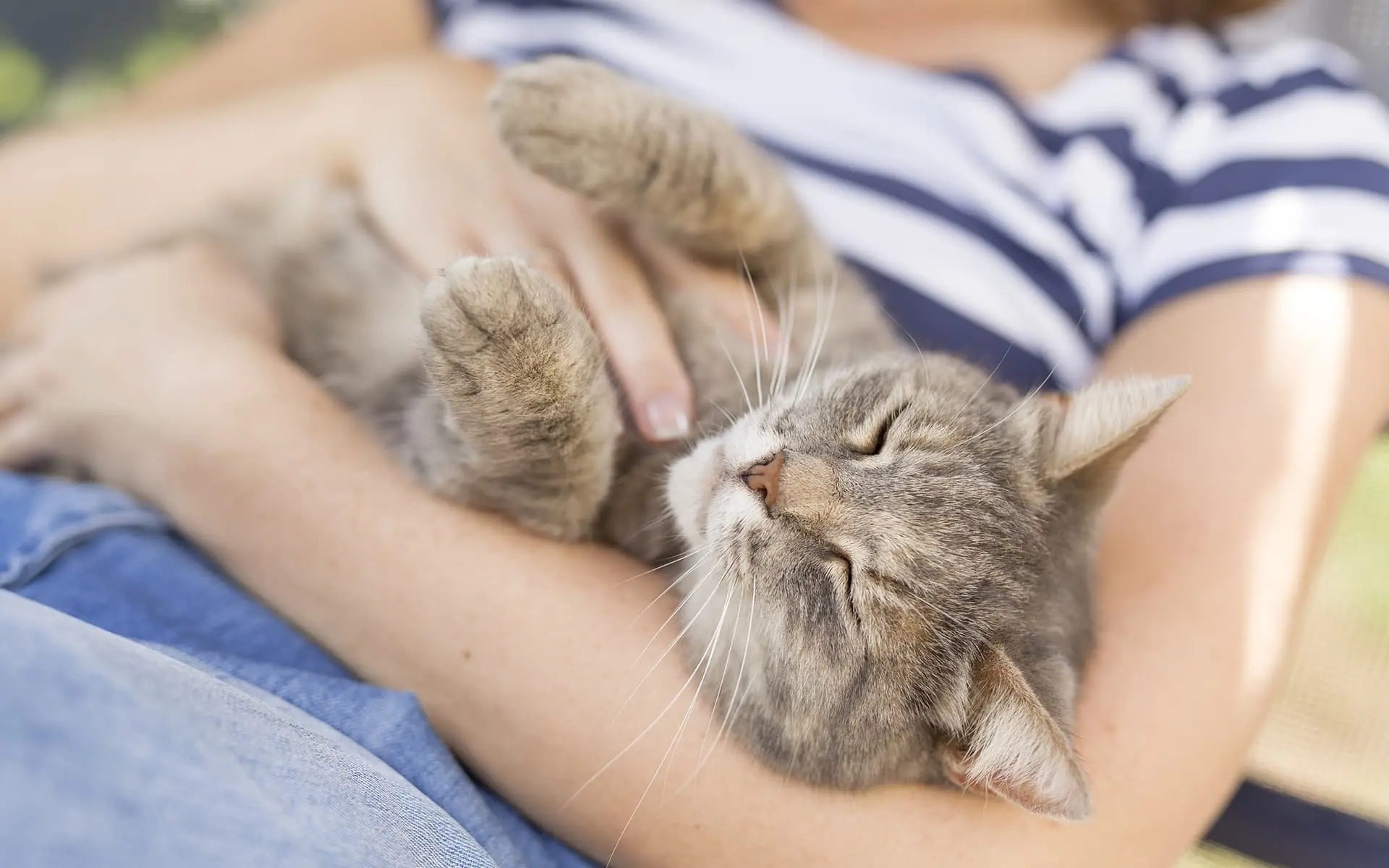 Cómo hacer que un gato arisco sea más amigable con la familia 1 como animar a un gato a ser mas carinoso