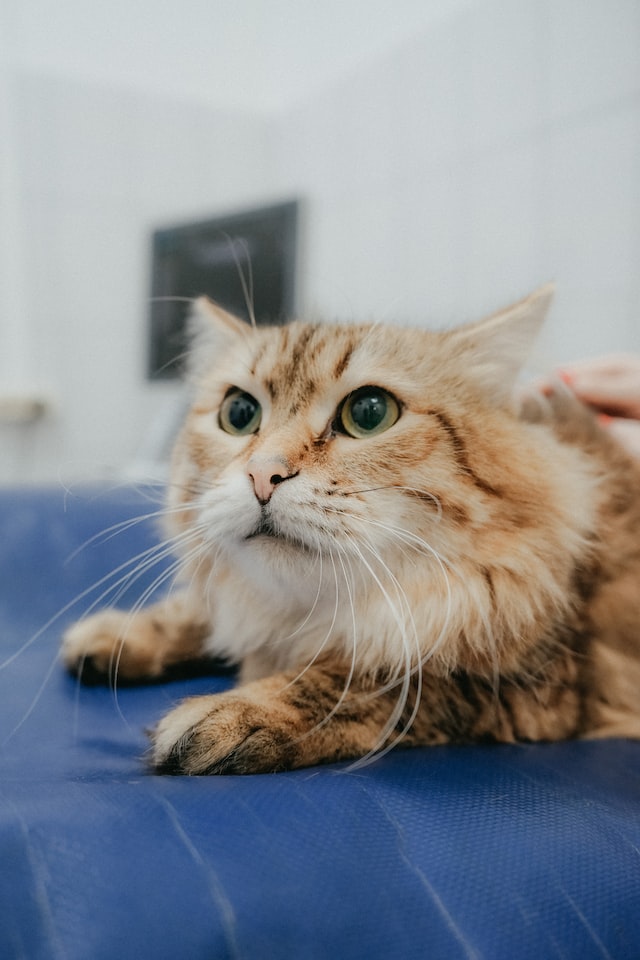 como calmar a un gato en el veterinario