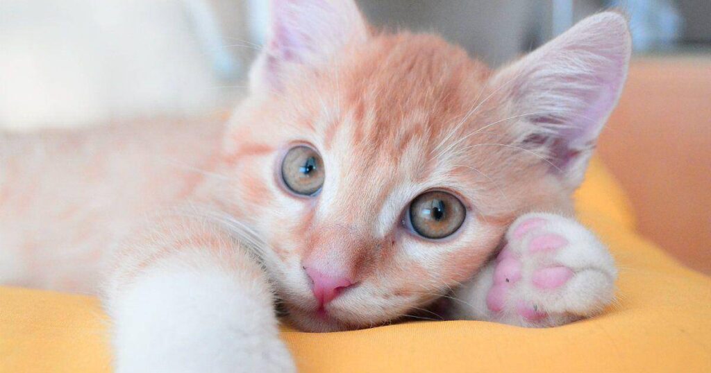 Cómo enseñar a tu gato a respetar el espacio de otros gatos en casa 21 como convivir con un gato