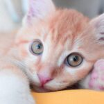 como convivir con un gato