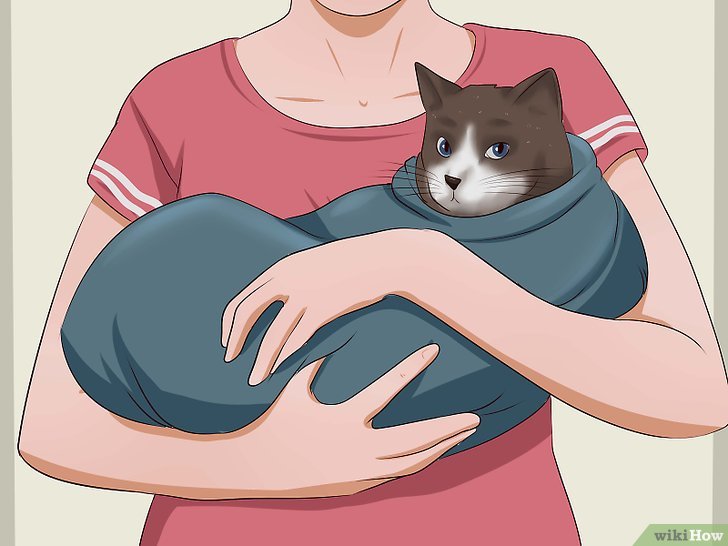 como dar pastilla gato inmovilizar toalla1