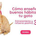 Cómo usar el refuerzo positivo para crear confianza con tu gato 6 como ensenar buenos habitos a tu gato entrenamiento y refuerzo positivo 613006