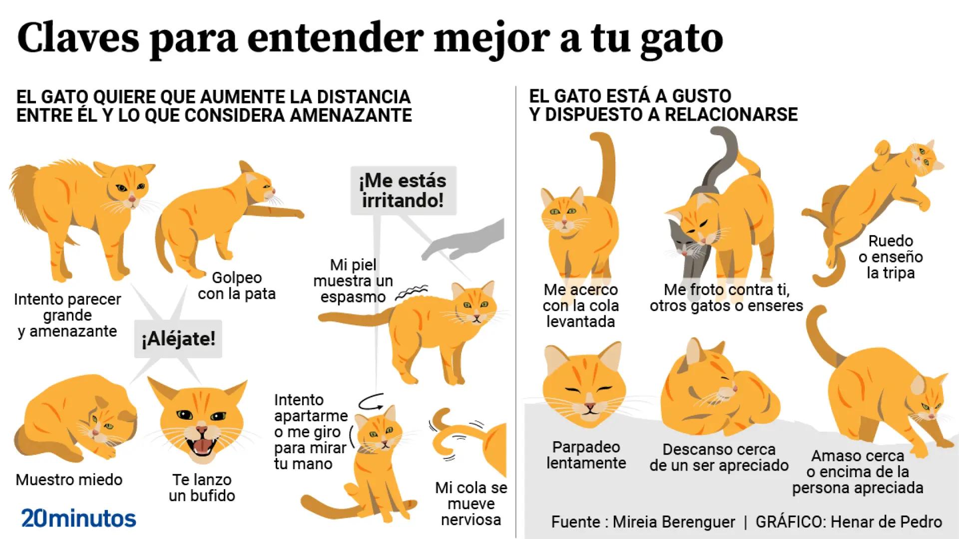 10 Comportamientos Comunes de los Gatos y Cómo Corregirlos con Entrenamiento Positivo 2 como es el temperamento de los gatos 1