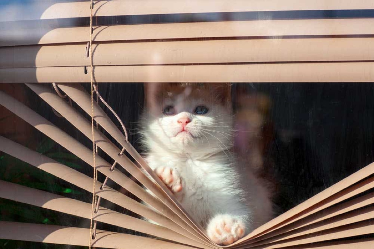 como evitar que los gatos rompan las persianas