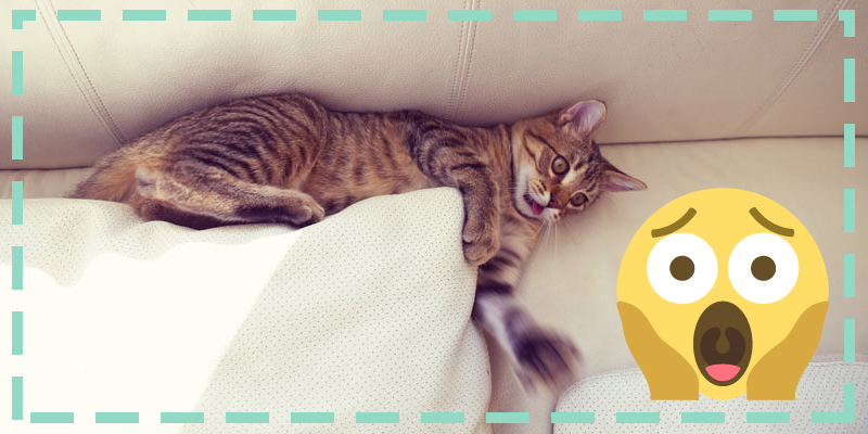 como evitar que tu gato arane los muebles