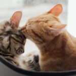 como hacer que un gato acepte a otro gato