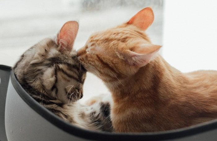 como hacer que un gato acepte a otro gato