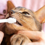 como limpiar cepillar dientes gato