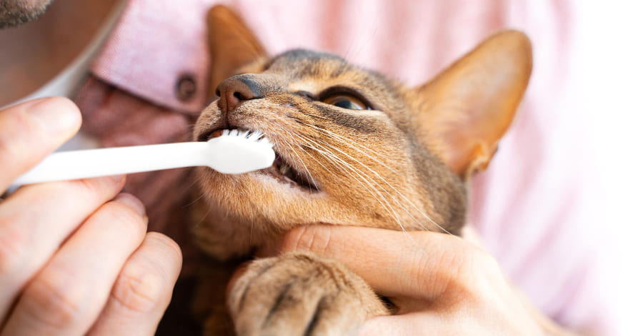 como limpiar cepillar dientes gato