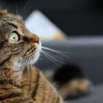 como tranquilizar un gato en el coche