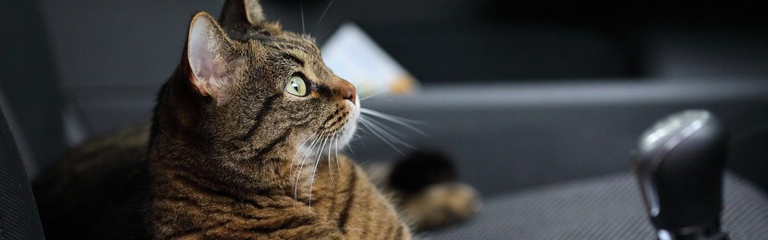 como tranquilizar un gato en el coche