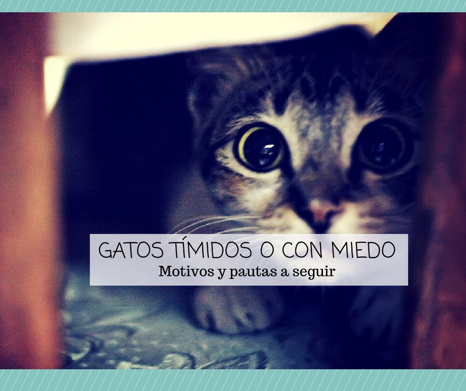 como tratar gato miedo asustado timido 1