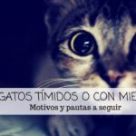 como tratar gato miedo asustado timido