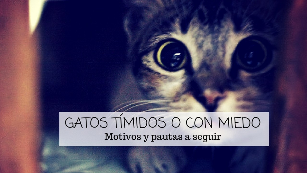 como tratar gato miedo asustado timido