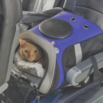 como viajar en avion con tu gato con seguridad