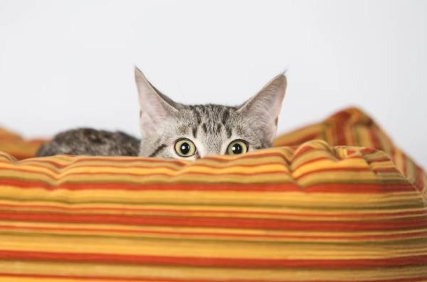 como acercarse a un gato miedoso o asustado 23309 600