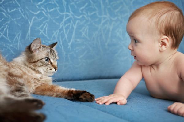 Cómo preparar a tu gato para la llegada de un bebé 4 como acostumbrar un gato a un bebe 20458 2 600