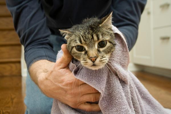 Entrenamiento positivo para gatos que tienen problemas de agresividad 3 como amansar a un gato salvaje 20655 paso 3 600