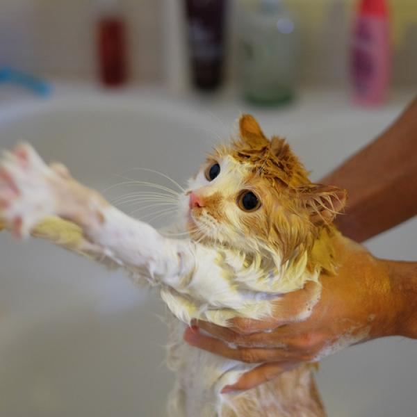 Cómo reducir la ansiedad de tu gato durante el baño 3 como banar a un gato que no se deja 50776 600 square