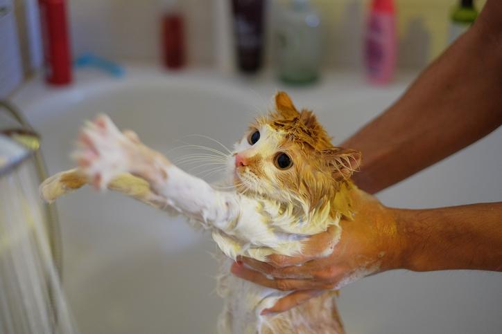Cómo reducir la ansiedad de tu gato durante el baño 1 como banar a un gato que no se deja 50776 orig