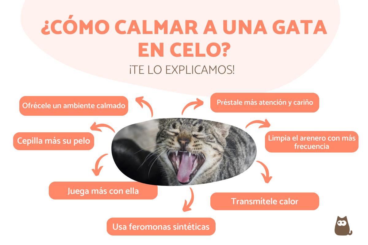 Entrenamiento positivo para reducir el maullido excesivo en gatos 3 como calmar a una gata en celo 22066 orig