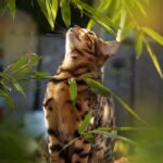 Cómo evitar que tu gato ataque las plantas sin castigos 5 como evitar que el gato muerda las plantas 18950 orig