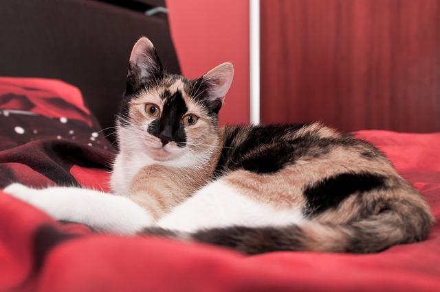 como evitar que mi gato se suba a la cama 32571 orig