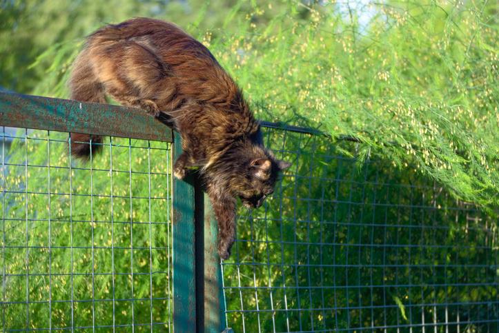 Cómo lograr que tu gato deje de saltar sobre las ventanas 3 como evitar que un gato salte una valla 25340 orig