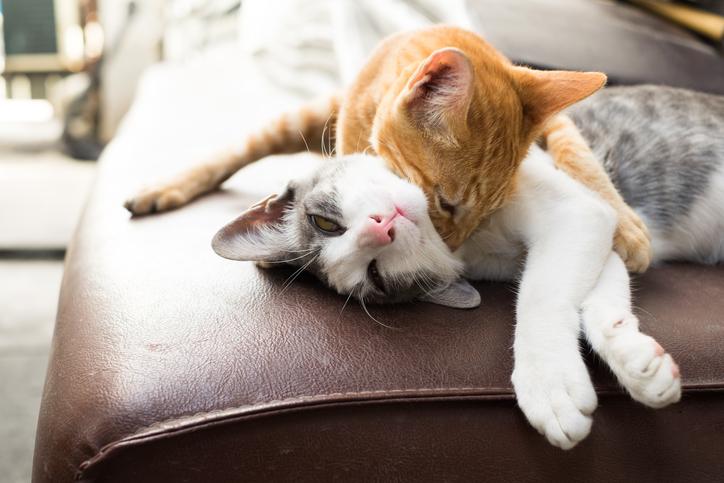 Consejos para entrenar a un gato a convivir en hogares compartidos 4 como hacer que dos gatos se lleven bien 21204 orig