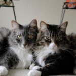 como hacer que mi gato acepte a otro gato 20904 orig