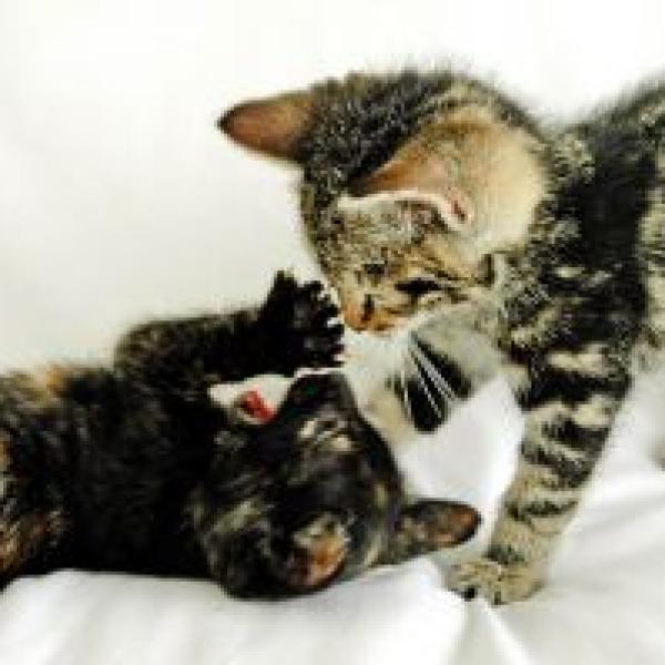 Consejos para socializar a tu gato desde pequeño 2 como hacer que mi gato sea mas sociable 21870 600 square