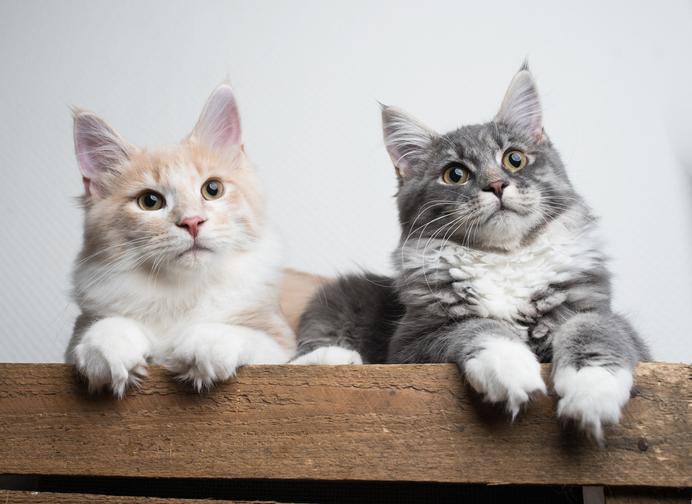 como hacer que un gato acepte a otro 24332 orig