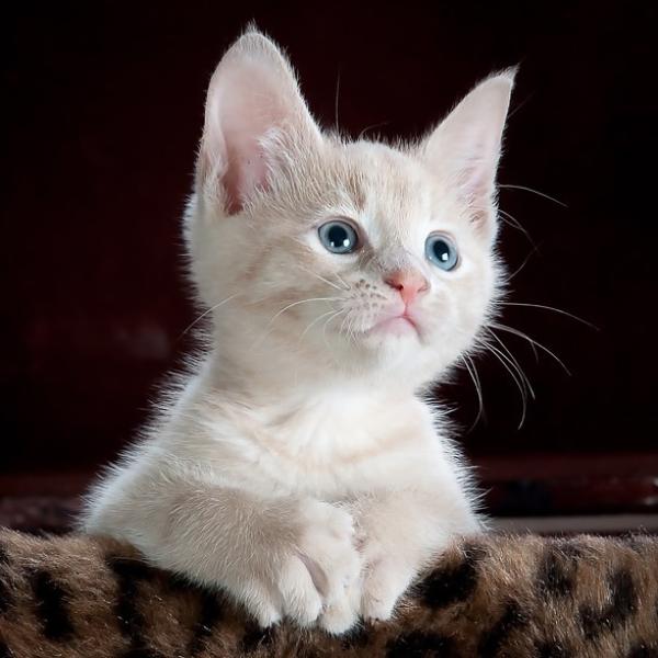 como hacer que un gato aprenda su nombre 33025 600 square