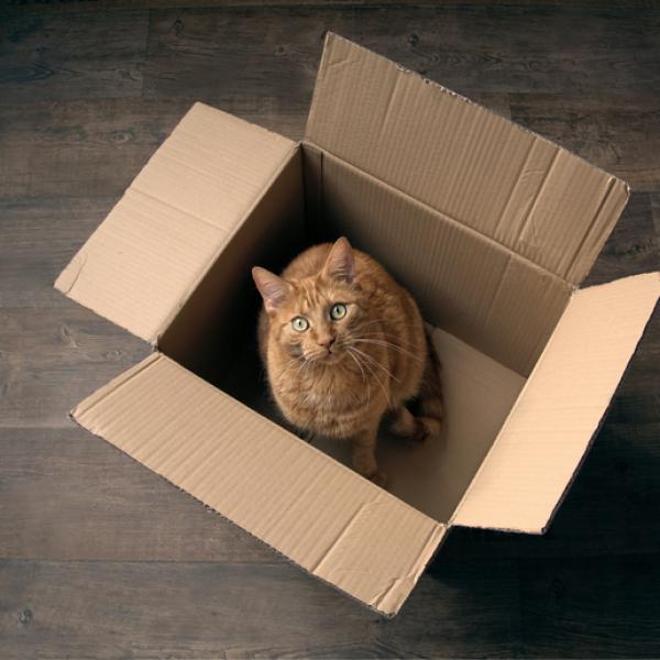 Cómo preparar a tu gato para mudarse a una casa con patio