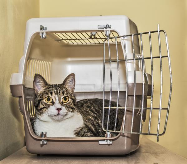 como mudarse de casa con un gato 39967 paso 2 600