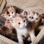 como socializar un gato cachorro 22575 orig
