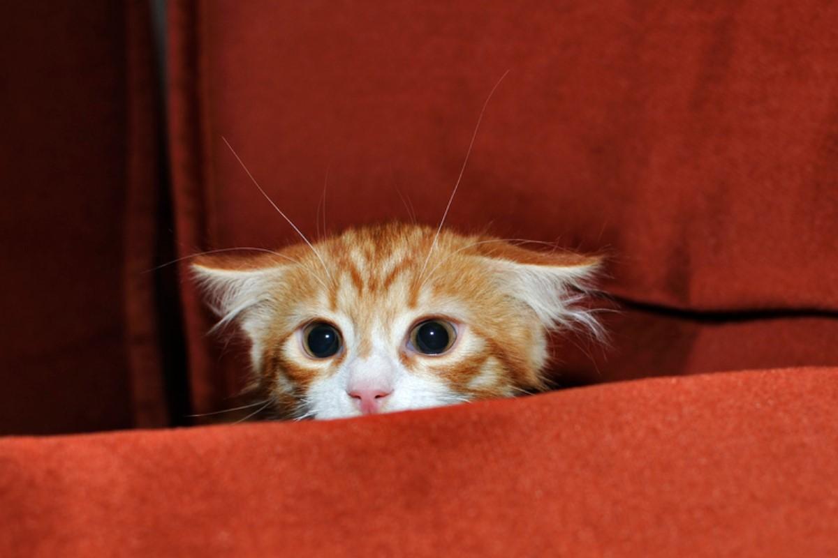 como tranquilizar a un gato asustado 51394 orig
