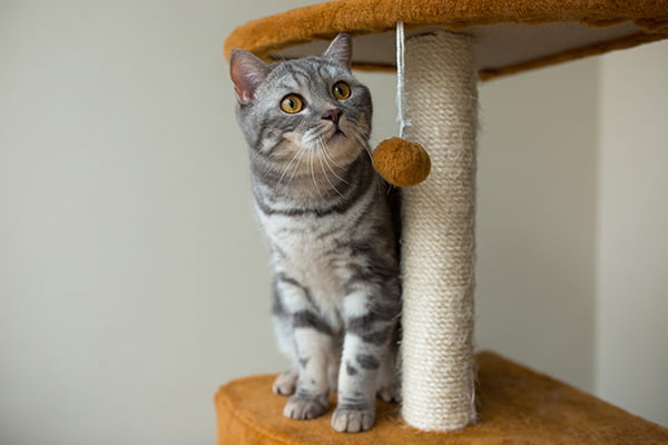 conoce la rutina para gatos
