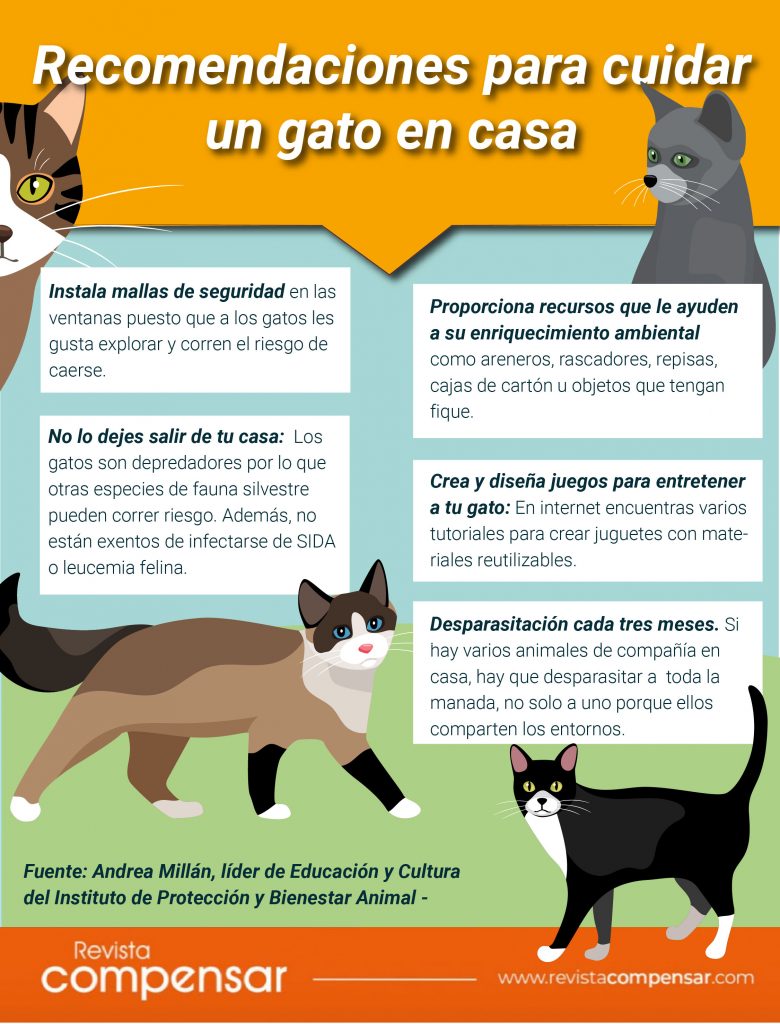 consejos esenciales para cuidar a tu gato y garantizar su bienestar