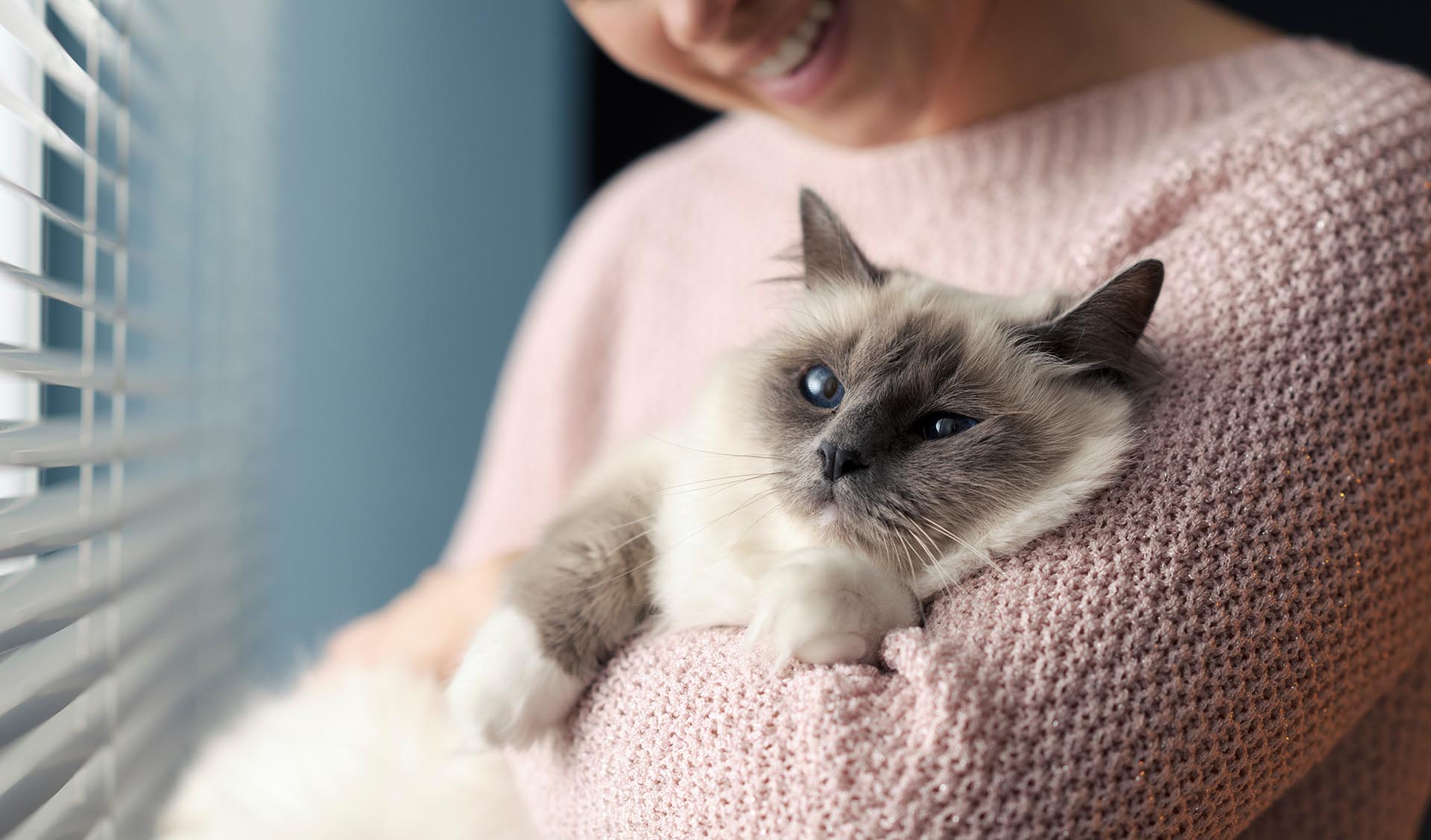Cómo reducir la ansiedad de un gato en espacios cerrados 2 consejos trucos aprender saber como calmar relajar tranquilizar quitar estres gato