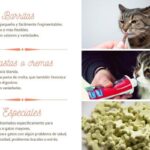 cuales son los mejores premios para gatos 25173 paso 2 600