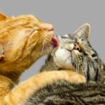 cuanto tarda un gato en aceptar a otro 25018 orig