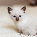 cuanto tarda un gato en adaptarse a una nueva casa 22930 600