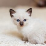 Cómo ayudar a un gato a adaptarse a nuevos olores y objetos 6 cuanto tarda un gato en adaptarse a una nueva casa 22930 orig