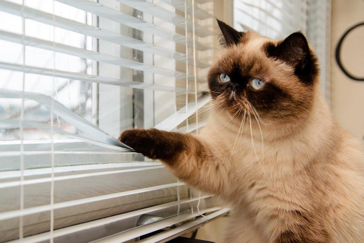 cuantos dias puedo dejar a mi gato solo en casa 22620 orig