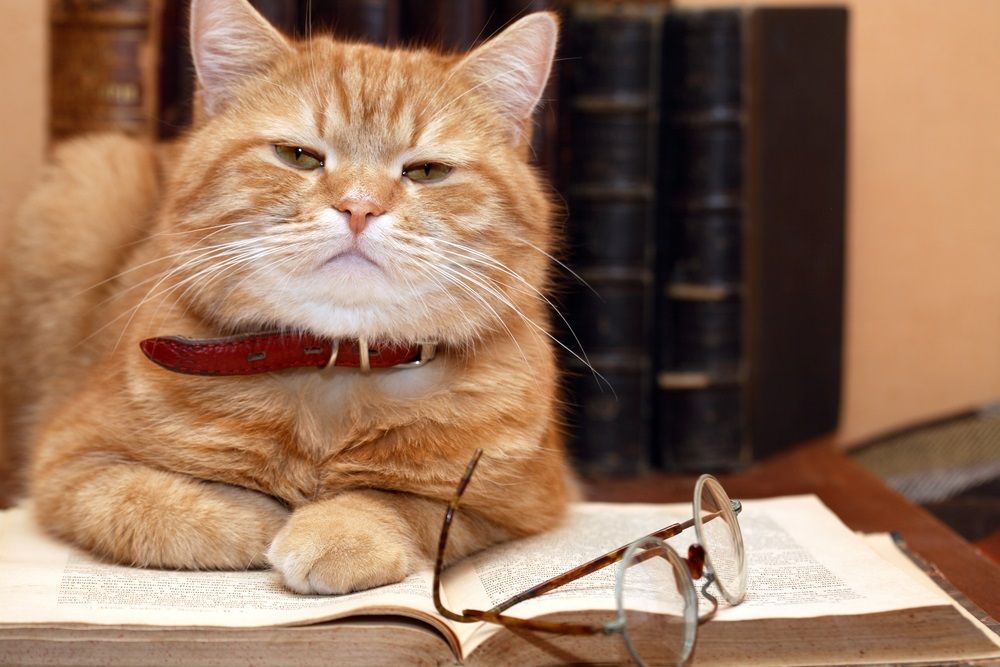 cuidar gatos ancianos