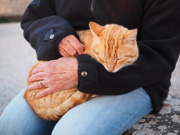 Consejos para socializar a tu gato desde pequeño 4 deja que se adapte 21998 0 600