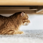 Cómo hacer que tu gato acepte compartir su espacio 5 ec69h giving your independent cat their own space during a lockdown hero