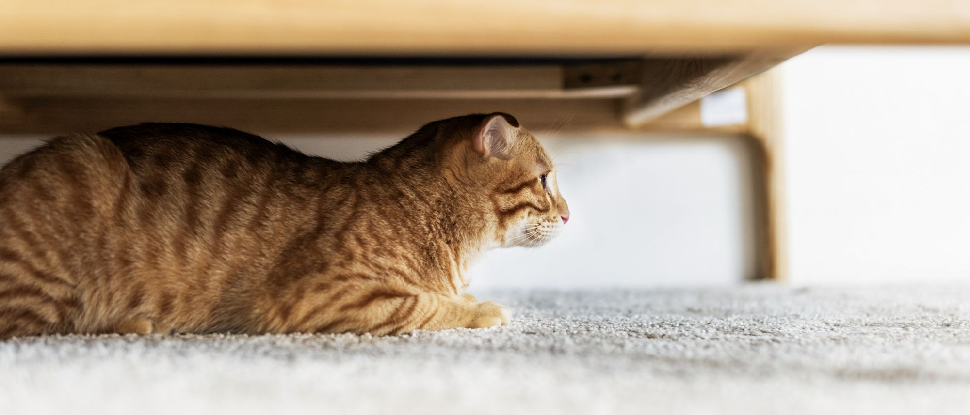 ec69h giving your independent cat their own space during a lockdown hero