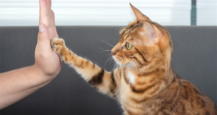 eduquer son chat faire obeir votre chat mobile